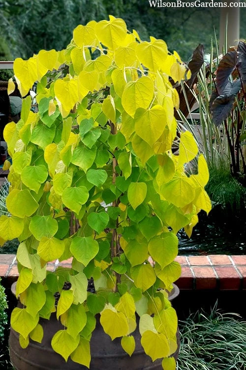 Golden Falls Weeping Redbud Tree - 3 Gallon Pot (4-5') 3 Golden Falls Weeping Redbud Tree - 3 Gallon Pot (4-5')