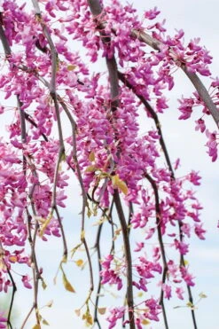 Golden Falls Weeping Redbud Tree - 3 Gallon Pot (4-5') 13 Golden Falls Weeping Redbud Tree - 3 Gallon Pot (4-5') -Stylish Garden Plant Store cercis canadensis golden falls weeping redbud 4