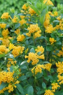 Juiced Orange Jessamine (Cestrum Corymbosum) - 3 Pack Of Quart Pots 10 Juiced Orange Jessamine (Cestrum Corymbosum) - 3 Pack Of Quart Pots -Stylish Garden Plant Store cestrum juiced orange jessamine 1 1
