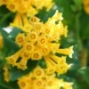 Juiced Orange Jessamine (Cestrum Corymbosum) - 1 Gallon Pot -Stylish Garden Plant Store cestrum juiced orange jessamine 2