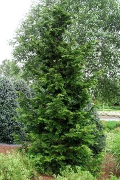 Slender Hinoki Cypress - 7 Gallon Pot (2-3') -Stylish Garden Plant Store chamaecyparis obtusa gracilis slender hinoki cypress 101