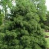 Green Thread Cypress (Chamaecyparis Pisifera Filifera) - 3 Gallon Pot 1 Green Thread Cypress (Chamaecyparis Pisifera Filifera) - 3 Gallon Pot -Stylish Garden Plant Store chamaecyparis pisifera filifera green thread cypress 1