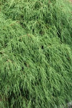 Green Thread Cypress (Chamaecyparis Pisifera Filifera) - 3 Gallon Pot 10 Green Thread Cypress (Chamaecyparis Pisifera Filifera) - 3 Gallon Pot -Stylish Garden Plant Store chamaecyparis pisifera filifera green thread cypress 3