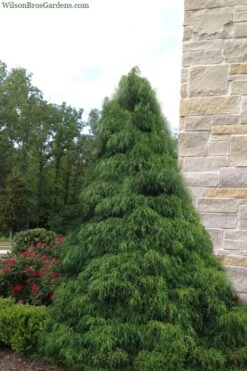 Green Thread Cypress (Chamaecyparis Pisifera Filifera) - 3 Gallon Pot 11 Green Thread Cypress (Chamaecyparis Pisifera Filifera) - 3 Gallon Pot -Stylish Garden Plant Store chamaecyparis pisifera filifera green thread cypress 4