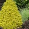 Gold Mop Threadleaf Cypress - 1 Gallon Pot -Stylish Garden Plant Store chamaecyparis pisifera gold mop cypress 100