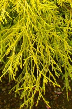 Gold Mop Threadleaf Cypress - 1 Gallon Pot -Stylish Garden Plant Store chamaecyparis pisifera gold mop cypress 102