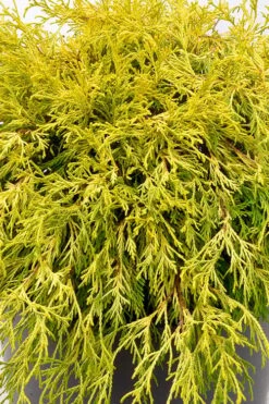 Gold Mop Threadleaf Cypress Tree (Standard Topiary) - 5 Gallon Pot -Stylish Garden Plant Store chamaecyparis pisifera gold mop single trunk topiary tree 2