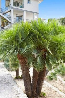 European Fan Palm - 7 Gallon Pot -Stylish Garden Plant Store chamaerops humilis european fan palm 101