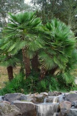 European Fan Palm - 7 Gallon Pot -Stylish Garden Plant Store chamaerops humilis european fan palm 102
