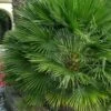 European Fan Palm - 7 Gallon Pot 2 European Fan Palm - 7 Gallon Pot -Stylish Garden Plant Store chamaerops humilis european fan palm 103