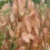 Upland Sea Oats (Chasmanthium Latifolium) - 5 Pack Of Quart Pots -Stylish Garden Plant Store chasmanthium latifolium upland sea oats 100 1