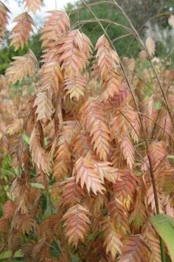 Upland Sea Oats (Chasmanthium Latifolium) - 16 Pack Of 1 Gallon Pots