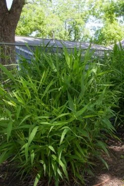 Upland Sea Oats (Chasmanthium Latifolium) - 5 Pack Of Quart Pots -Stylish Garden Plant Store chasmanthium latifolium upland sea oats 101 1