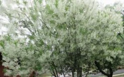 Grancy Graybeard - White Fringe Tree - 3 Gallon Pot 21 Grancy Graybeard - White Fringe Tree - 3 Gallon Pot -Stylish Garden Plant Store chionanthus virginicus grancy greybeard multi stem tree 4