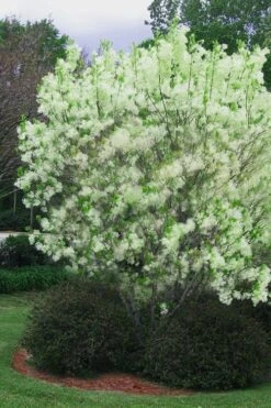 Grancy Graybeard - White Fringe Tree - 3 Gallon Pot 20 Grancy Graybeard - White Fringe Tree - 3 Gallon Pot -Stylish Garden Plant Store chionanthus virginicus grancy greybeard multi stem tree 5