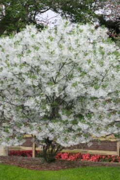 Grancy Graybeard - White Fringe Tree - 3 Gallon Pot 15 Grancy Graybeard - White Fringe Tree - 3 Gallon Pot -Stylish Garden Plant Store chionanthus virginicus grancy greybeard multi stem tree 6