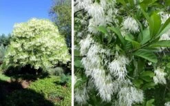 Grancy Graybeard - White Fringe Tree - 7 Gallon Pot (2-3') -Stylish Garden Plant Store chionanthus virginicus grancy greybeard single stem tree 1