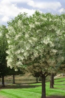 Grancy Graybeard - White Fringe Tree - 7 Gallon Pot (2-3') -Stylish Garden Plant Store chionanthus virginicus grancy greybeard single stem tree 2