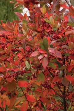 Brilliantissima Aronia (Red Chokeberry) - 3 Gallon Pot -Stylish Garden Plant Store chokeberry brilliantissima aronia 500x750 1