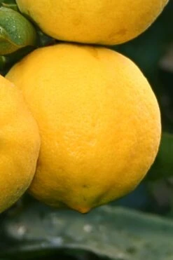 Meyer Lemon Tree (Citrus X Meyeri) - 5 Gallon Pot -Stylish Garden Plant Store citrus meyeri meyer lemon tree 4