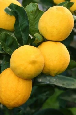 Meyer Lemon Tree (Citrus X Meyeri) - 5 Gallon Pot -Stylish Garden Plant Store citrus meyeri meyer lemon tree 5