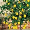 Meyer Lemon Tree (Citrus X Meyeri) - 5 Gallon Pot -Stylish Garden Plant Store citrus meyeri meyer lemon tree 6