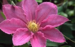 Abilene Clematis - 1 Gallon Pot -Stylish Garden Plant Store clematis abilene 12