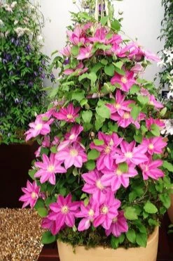 Abilene Clematis - 1 Gallon Pot -Stylish Garden Plant Store clematis abilene 13
