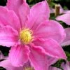 Abilene Clematis - 1 Gallon Pot -Stylish Garden Plant Store clematis abilene 15