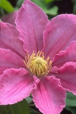 Abilene Clematis - 1 Gallon Pot -Stylish Garden Plant Store clematis abilene 500x750 1