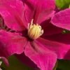Acropolis Clematis - 1 Gallon Pot -Stylish Garden Plant Store clematis acropolis 4
