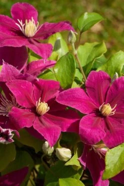 Acropolis Clematis - 1 Gallon Pot -Stylish Garden Plant Store clematis acropolis 5