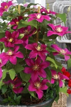 Acropolis Clematis - 1 Gallon Pot -Stylish Garden Plant Store clematis acropolis 7