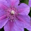 Adam's Courage Clematis - 1 Gallon Pot -Stylish Garden Plant Store clematis adams courage 1