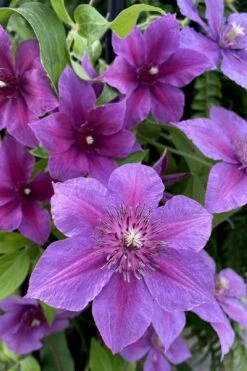 Adam's Courage Clematis - 1 Gallon Pot -Stylish Garden Plant Store clematis adams courage 2