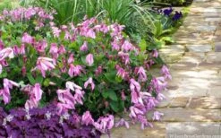Alionushka Clematis - 1 Gallon Pot -Stylish Garden Plant Store clematis alionushka 10
