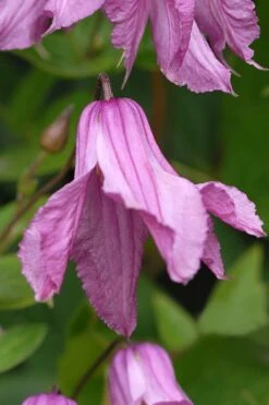 Alionushka Clematis - 1 Gallon Pot -Stylish Garden Plant Store clematis alionushka 5