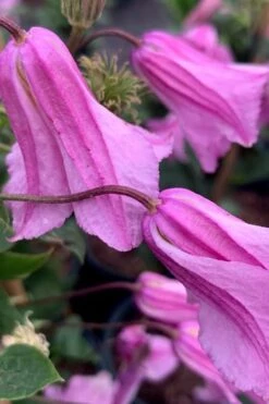 Alionushka Clematis - 1 Gallon Pot -Stylish Garden Plant Store clematis alionushka 500x750 1