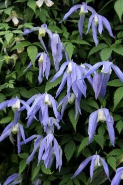 Blue Dancer Clematis - 1 Gallon Pot -Stylish Garden Plant Store clematis alpina blue dancer 3