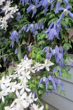Blue Dancer Clematis - 1 Gallon Pot -Stylish Garden Plant Store clematis alpina blue dancer 5