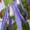 Blue Dancer Clematis - 1 Gallon Pot -Stylish Garden Plant Store clematis alpina blue dancer 6