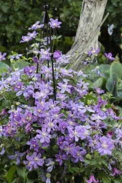 Arabella Clematis - 1 Gallon Pot -Stylish Garden Plant Store clematis arabella 10