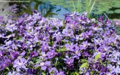 Arabella Clematis - 1 Gallon Pot -Stylish Garden Plant Store clematis arabella 12