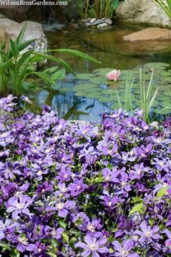 Arabella Clematis - 1 Gallon Pot -Stylish Garden Plant Store clematis arabella 13