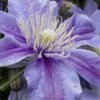 Arabella Clematis - 1 Gallon Pot