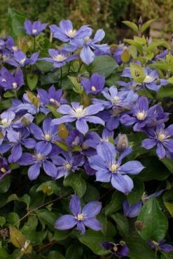 Arabella Clematis - 1 Gallon Pot -Stylish Garden Plant Store clematis arabella 3