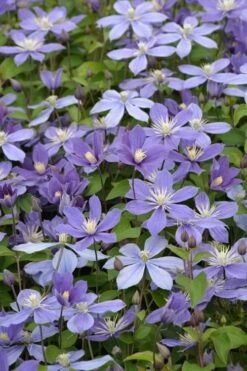 Arabella Clematis - 1 Gallon Pot -Stylish Garden Plant Store clematis arabella 5