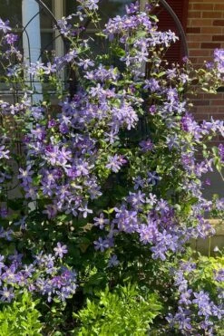Arabella Clematis - 1 Gallon Pot -Stylish Garden Plant Store clematis arabella 6