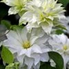 Arctic Queen Clematis - 1 Gallon Pot -Stylish Garden Plant Store clematis arctic queen 10
