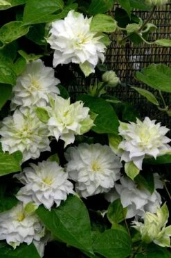 Arctic Queen Clematis - 1 Gallon Pot -Stylish Garden Plant Store clematis arctic queen 12